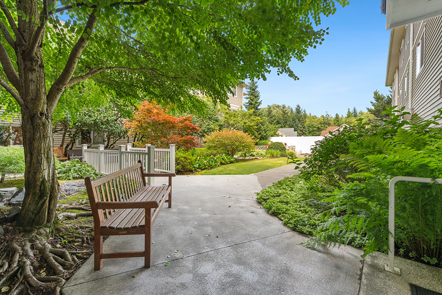 Lush garden path with bench under a leafy tree.