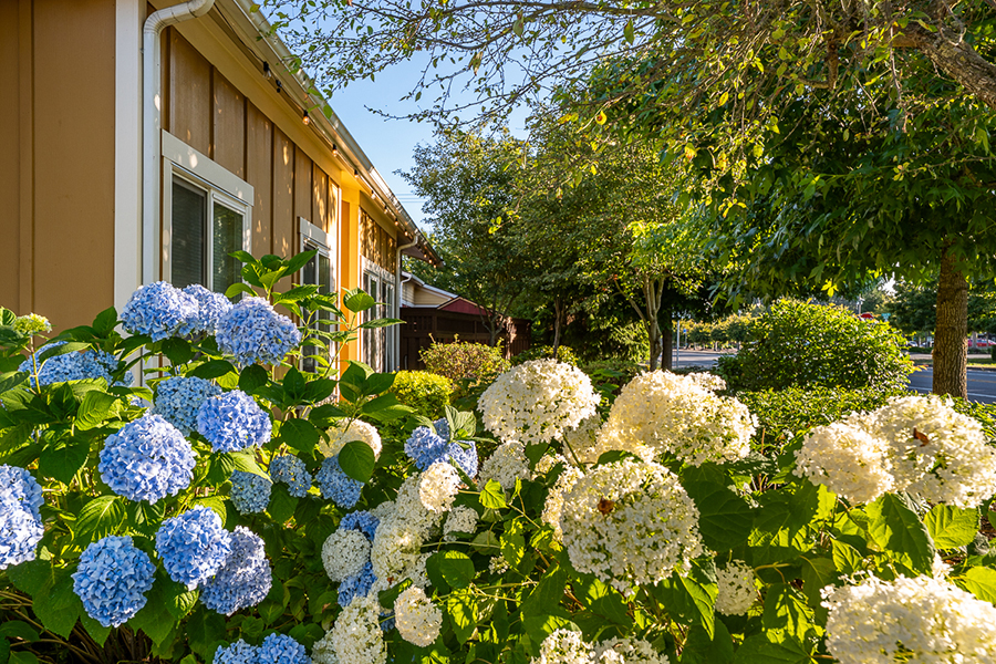 Colorful flowers blooming beside a sunny house and trees.